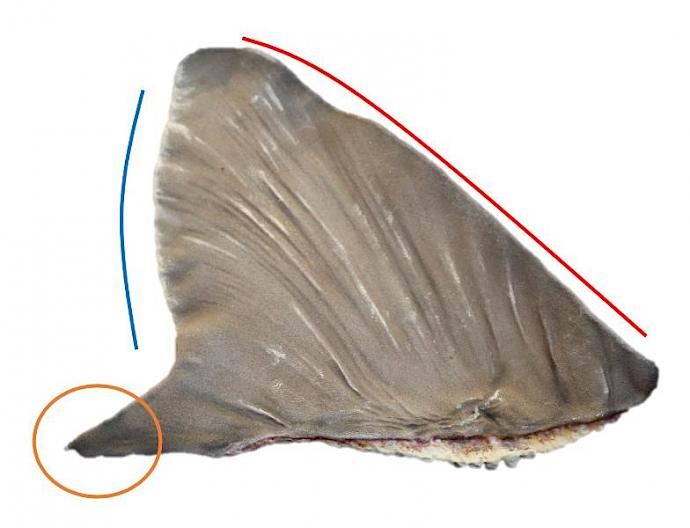 Identifying the dorsal fin