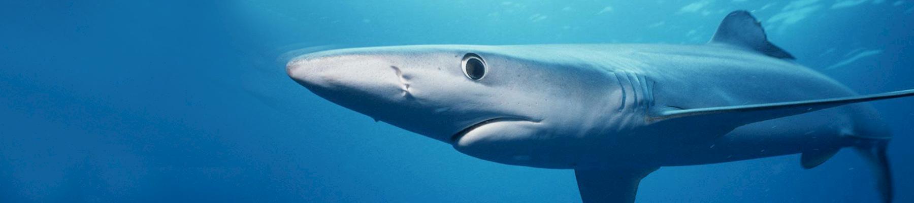A Blue Shark Prionace glauca. Photo:  Southwest Fisheries Science Center, NOAA Fisheries Service
