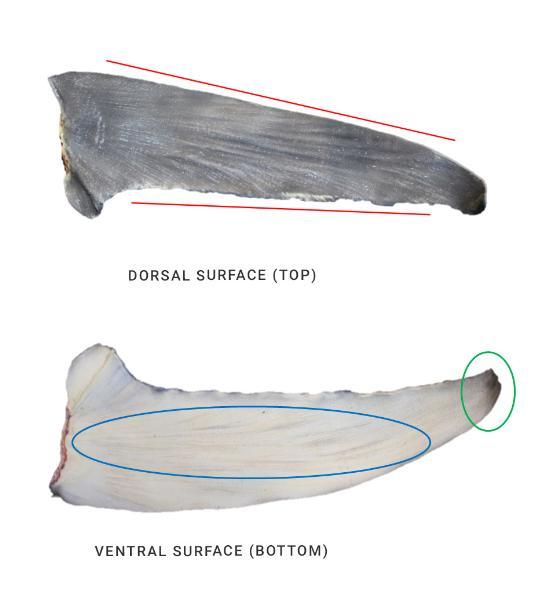 Identifying the pectoral fin