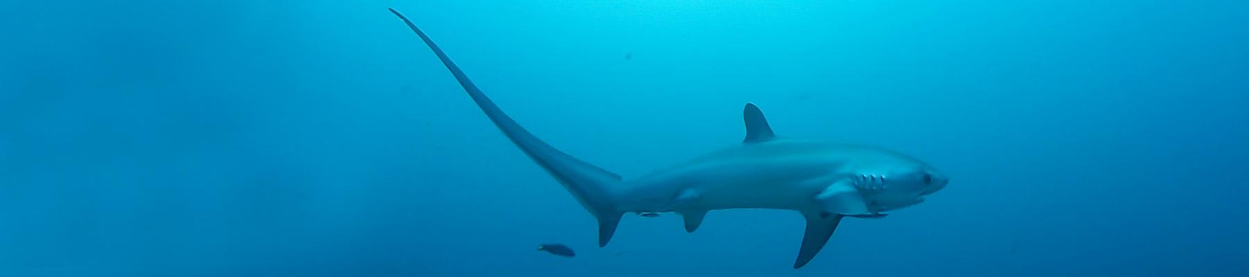 A Bigeye Thresher Shark Alopias superciliosus. Photo:  Thomas Alexander