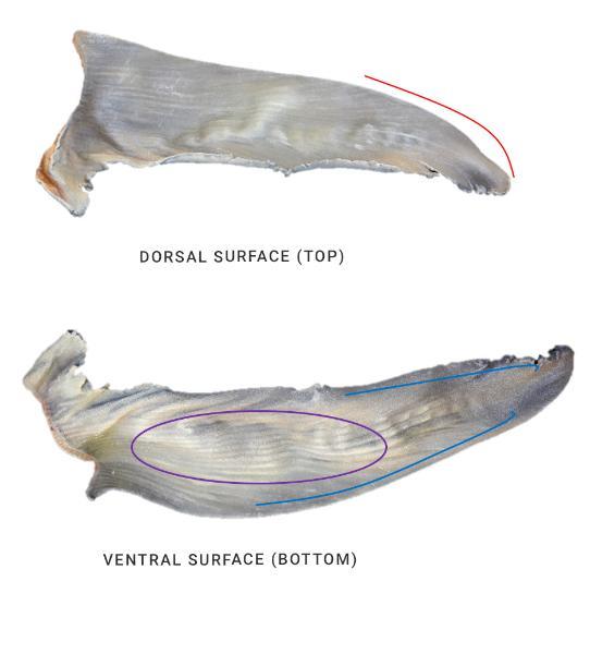 Identifying the pectoral fin