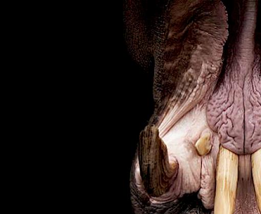 Often Overlooked Ivory Trade – a rapid assessment of the international trade in hippo ivory