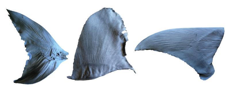 以烧结尼龙为主要材料的3D打印鲨鱼鳍成品：圆犁头鳐（Rhina ancylostoma）尾鳍、远洋白鳍鲨（Carcharhinus longimanus）背鳍、无沟双髻鲨（Sphyrna mokarran）胸鳍
