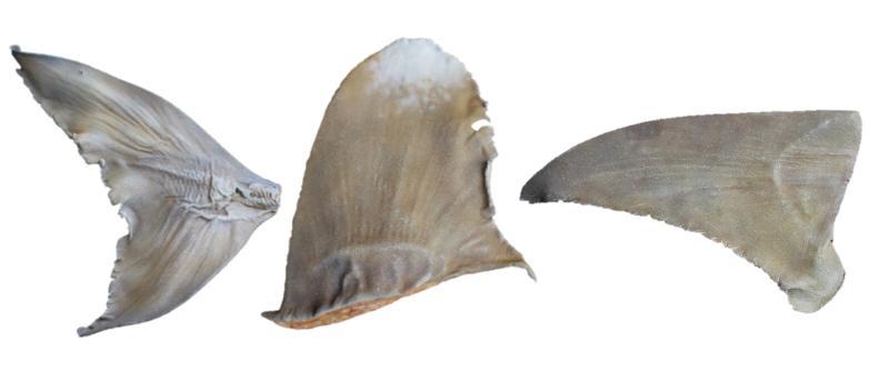 Répliques de nageoires de requins après peinture (nageoire caudale de raie guitare à nez rond (<i>Rhina ancylostoma</i>, nageoire dorsale de requin longimane <I>Carcharhinus longimanus</i>, et nageoire pectorale de grand requin-marteau <i>Sphyrna mokarran</i>