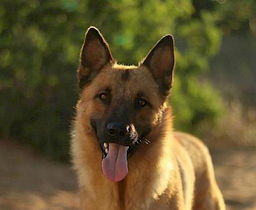 Fourteen young dogs join the race to become India's wildlife sniffer dogs