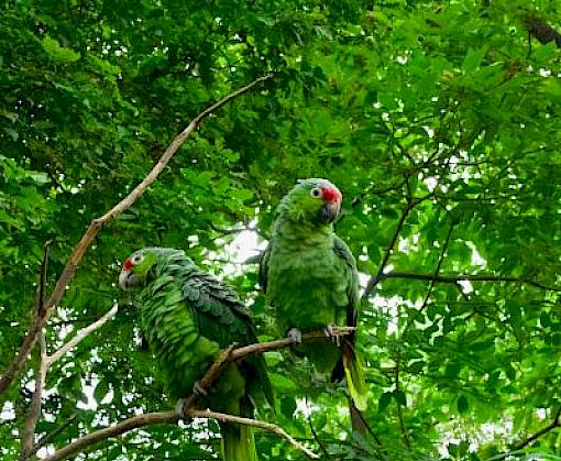 Taking Off: wildlife trafficking in the Latin America and Caribbean region