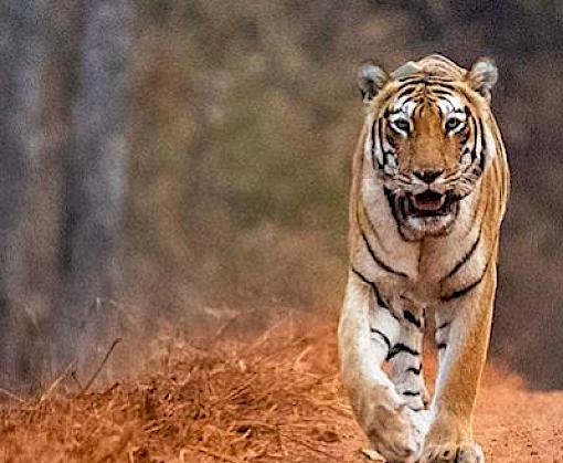 Vietnamese consumers urged to lead an active lifestyle and only use proven medicines to curb demand for tiger products on Endangered Species’ Day
