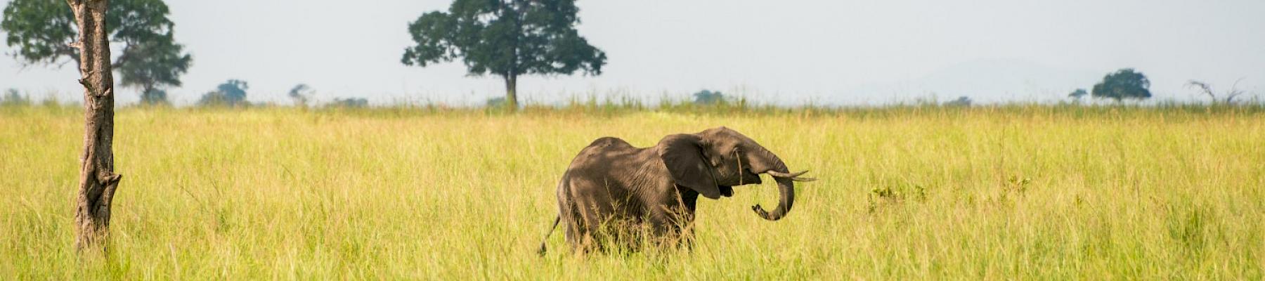 An elephant and birds seen at Mikumi national park, Tanzania. © Rex Lu / WWF