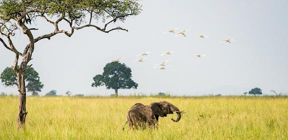 An elephant and birds seen at Mikumi national park, Tanzania. © Rex Lu / WWF