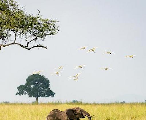 TRAFFIC - the latest headlines from the world of wildlife trade: World Regions TRAFFIC - the latest headlines from the world of wildlife trade: World Regions