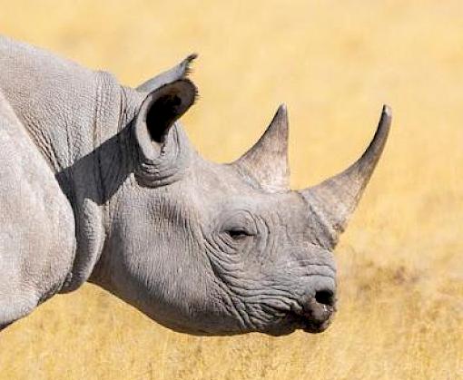 Vital online resources available to Eastern Africa wildlife law enforcement agencies