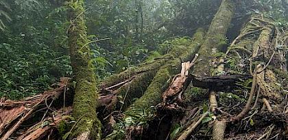New training suite will help protect vulnerable plant species from overharvesting, inline with CITES Non-Detriment Findings guidance