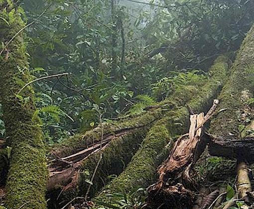 New training suite will help protect vulnerable plant species from overharvesting, inline with CITES Non-Detriment Findings guidance
