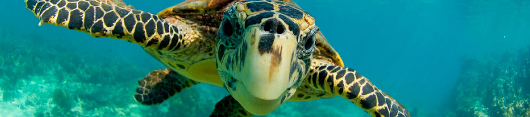 Hawksbill turtle (Eretmochelys imbricata) © naturepl.com / Inaki Relanzon / WWF