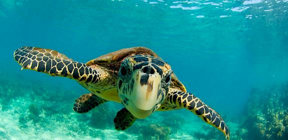 Hawksbill turtle (Eretmochelys imbricata) © naturepl.com / Inaki Relanzon / WWF