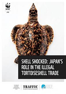 Shell Shocked: Japan's Role In The Illegal Tortoiseshell Trade - Wildlife  Trade Report from TRAFFIC