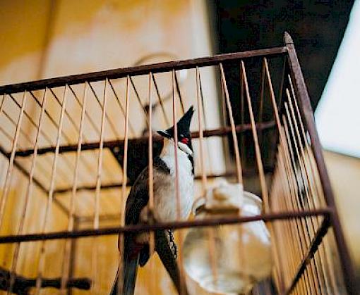 Calling for Compassion: Countering Vietnam's songbird demand with Buddhist philosophy