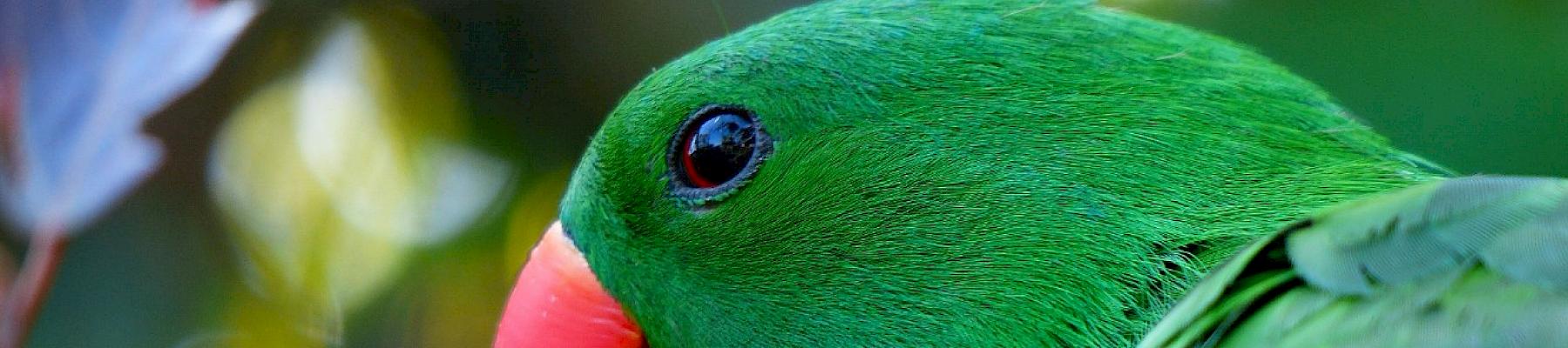Eclectus Parrot are one of the bird species found in online trade.