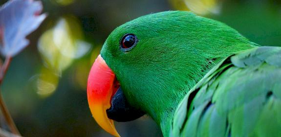 Eclectus Parrot are one of the bird species found in online trade.