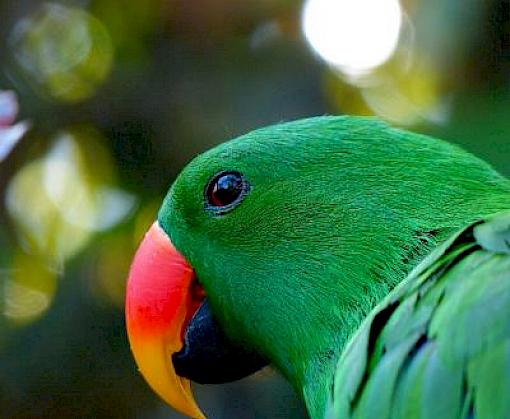 TRAFFIC and Facebook collaboration disrupts wildlife trafficking online in the Philippines and Indonesia