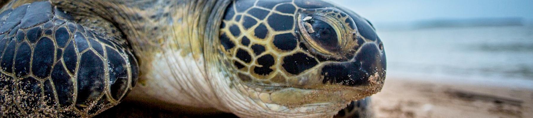 Close up of a green turtle on Mkokoni beach. Lamu, Kenya. Georgina Goodwin / Shoot The Earth / WWF-UK