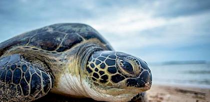 Close up of a green turtle on Mkokoni beach. Lamu, Kenya. Georgina Goodwin / Shoot The Earth / WWF-UK