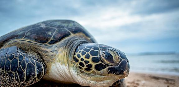 Close up of a green turtle on Mkokoni beach. Lamu, Kenya. Georgina Goodwin / Shoot The Earth / WWF-UK