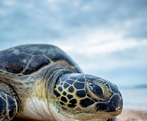 CITES Parties gather online to review new tool to boost government-led efforts to reduce demand for illegally sourced wildlife