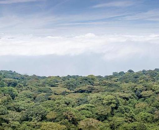 Biodiversity must be at the heart of COVID-19 recovery strategies