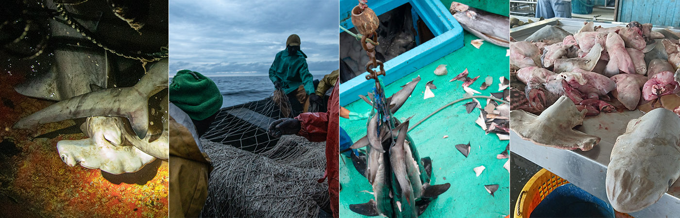 If current rates of commercial fishing continue without the proper traceability mechanisms in place, already-depleted shark populations could soon become extinct