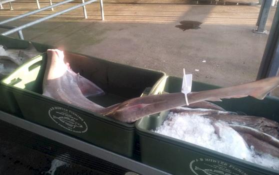 Caught Gummy Sharks being processed at Pitliangas Food Group, the biggest shark processor in Australia