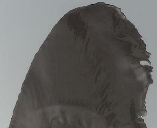 Shark fin ID pages now in multiple languages