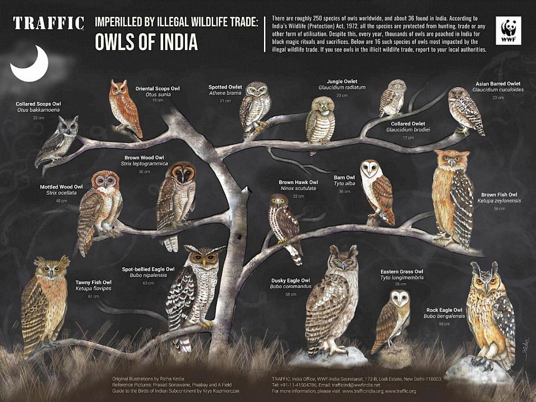 How To Spot Owls