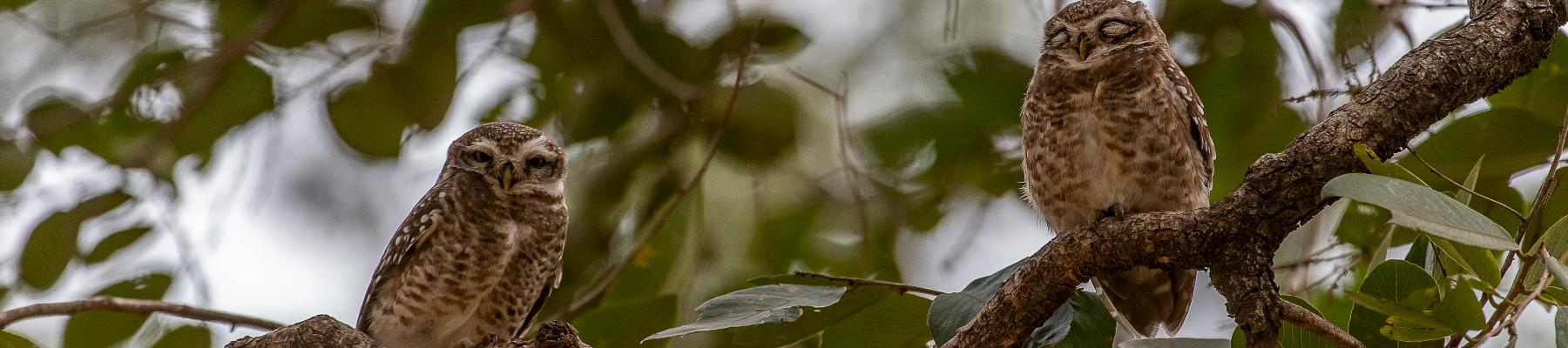 Spotted Owlets © Ola Jennersten / WWF-Sweden