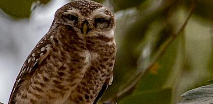 Who’s Hoo? How to identify owls in illegal wildlife trade this International Owl Awareness Day