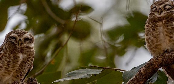 Spotted Owlets © Ola Jennersten / WWF-Sweden