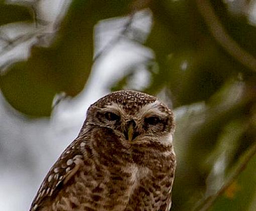Who’s Hoo? How to identify owls in illegal wildlife trade this International Owl Awareness Day