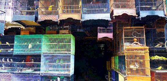 Picture: Bird market in Denpasar, Bali by Serene Chng