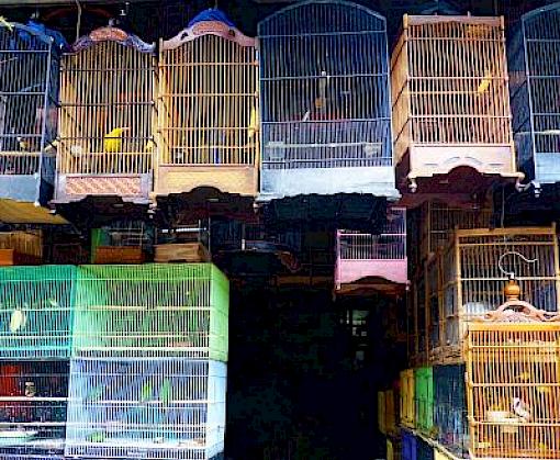 Collective effort charts path to save Southeast Asia’s songbirds in crisis