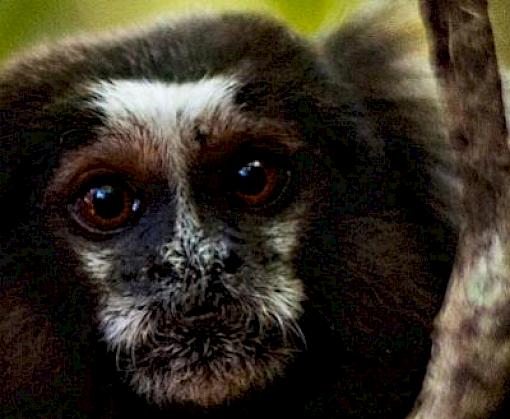 Key players in Latin America and the Caribbean’s aviation industry connect to address wildlife trafficking