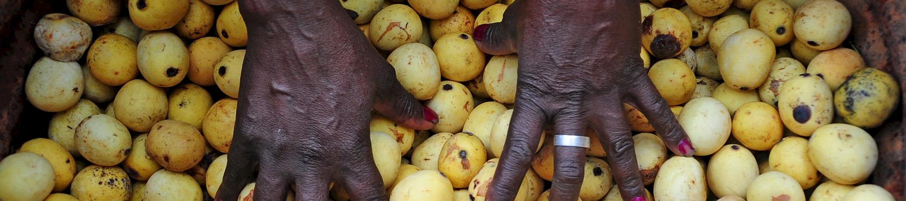 Marula fruit wild-harvested in Limpopo, South Africa. Photo: Shutterstock 2020