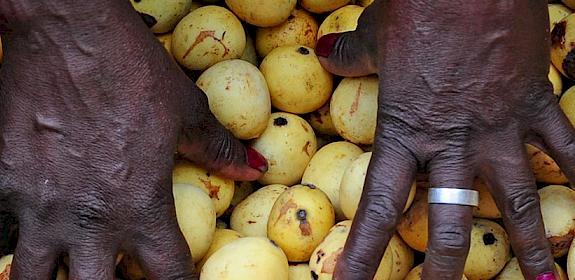 Marula fruit wild-harvested in Limpopo, South Africa. Photo: Shutterstock 2020