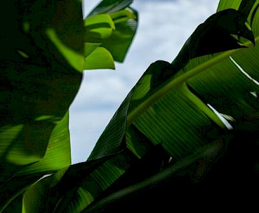 TRAFFIC calls for robust targets, indicators and financial commitments in the Post-2020 Global Biodiversity Framework