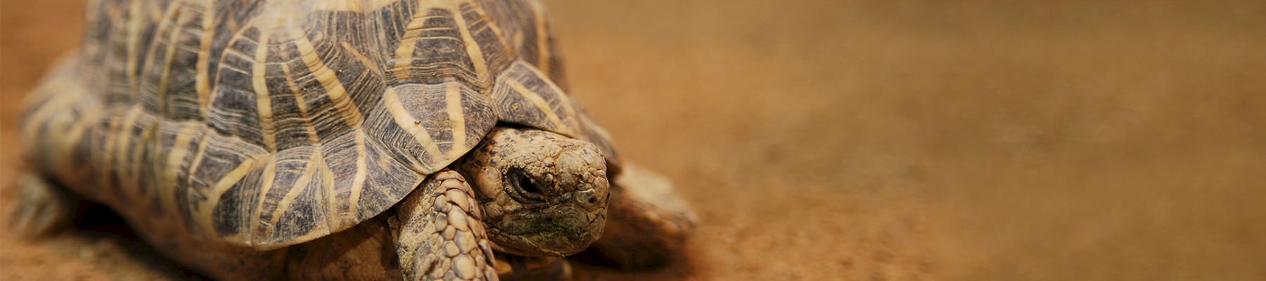 Une tortue étoilée indienne: plus de 6 000 personnes auraient déjà été saisies d'un commerce international illégal en 2017 © Kirudo / Generic CC 2.0