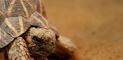 Indian Star Tortoise seizure in Thailand brings year’s total to over 6000 individuals seized
