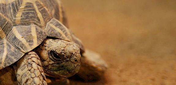 Une tortue étoilée indienne: plus de 6 000 personnes auraient déjà été saisies d'un commerce international illégal en 2017 © Kirudo / Generic CC 2.0