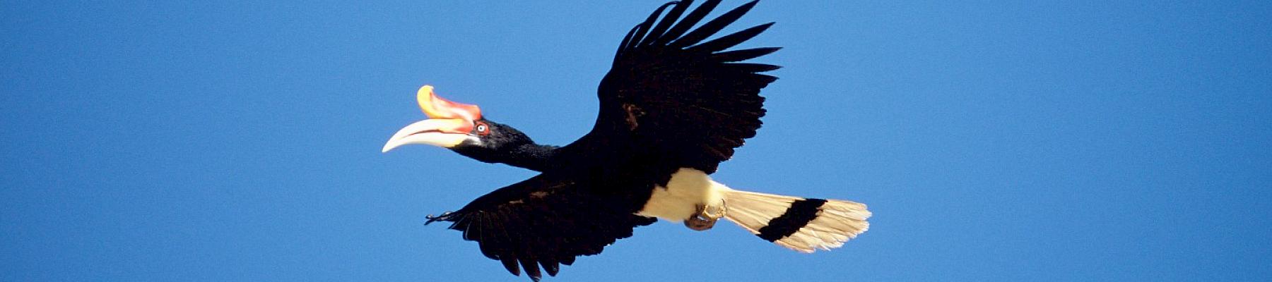 Rhinoceros hornbill (Buceros rhinoceros) flying, Kinabatangan, Sabah, Malaysia © Alain Compost / WWF