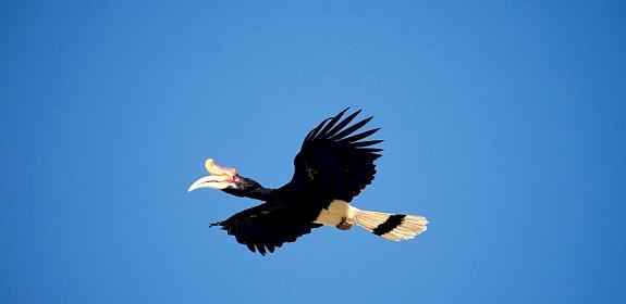 Rhinoceros hornbill (Buceros rhinoceros) flying, Kinabatangan, Sabah, Malaysia © Alain Compost / WWF