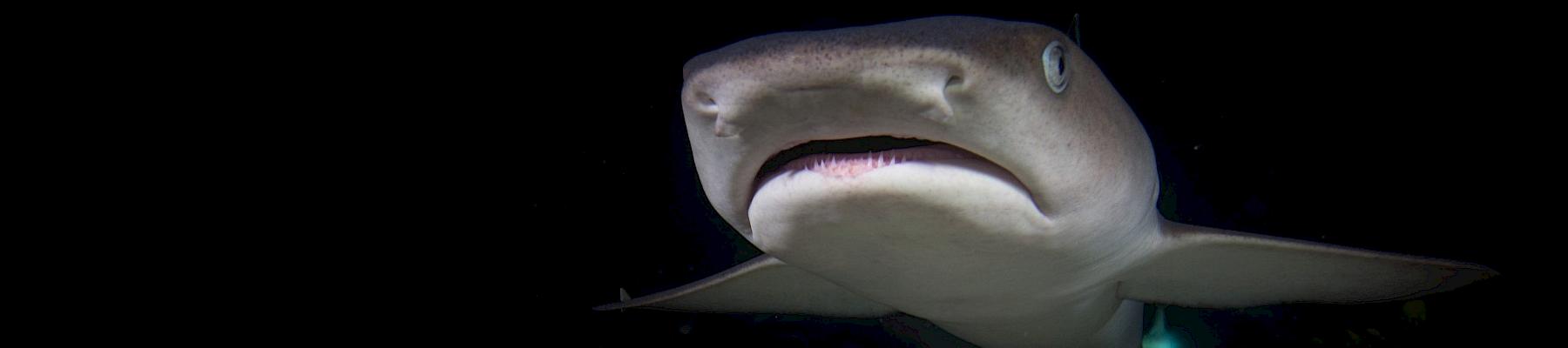 White tip reef shark (Triaenodon obesus)