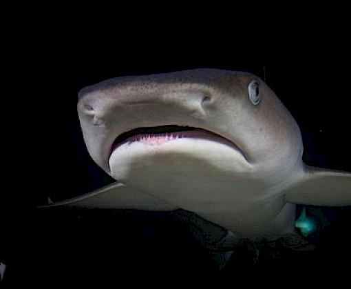 TRAFFIC urges serious and swift action from global governments to overturn the international shark crisis